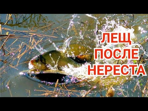 Видео: Где Ловить Леща после Нереста?