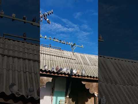 Видео: 14 октября 2025 г.Макеевка