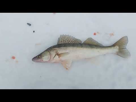 Видео: Судак атакует!!! Жерлицы!!! Мазарки!!!