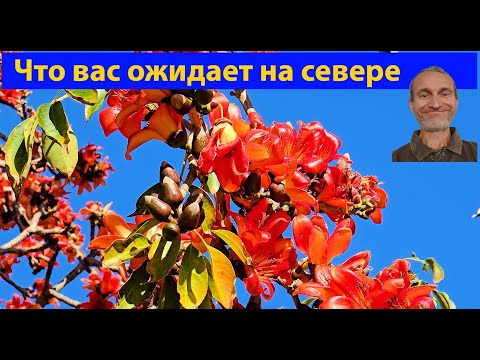 Видео: Тропики Австралии, коралловый пляж. 1770 - это там, где высадился Кук. (видео 690)
