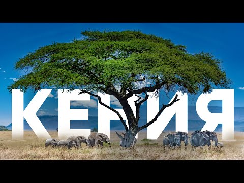 Видео: Кения: Дикое сафари, опасные трущобы и страна контрастов | Путешествие с Kinza.Travel