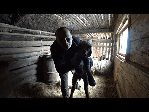 Видео: КУПИЛ ХУТОР в ЛЕСУ на КРАЮ БОЛОТА. УСЛЫШАЛ ПИСК в САРАЕ, ПРИБЕЖАЛ, А ТУТ ТАКОЕ СЧАСТЬЕ!!! №190