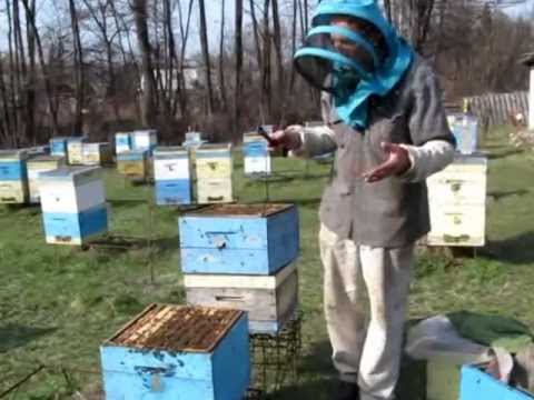 Видео: Весеннее формирование семей из двух маток. Малыхин В.Е.