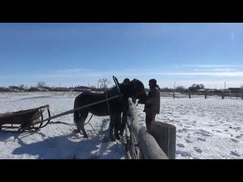 Видео: 18+ Жеребчик и кобылка 2х летки в санях 1й раз.