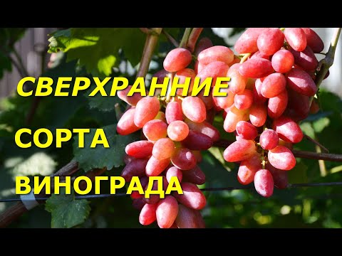 Видео: Сверхранние сорта винограда "Виноградник Сергея Криули" в RUTUBE: https://rutube.ru/channel/39511728