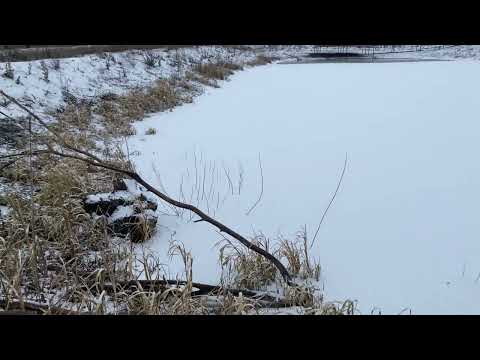 Видео: Ставок для рибалки на дачі. Розводимо рибу та раків. Бізнес на рибі.
