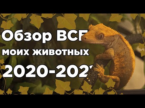 Видео: ОБЗОР ВСЕХ МОИХ ЖИВОТНЫХ НА 2020-2021 ГОД