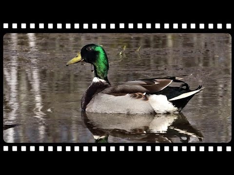 Видео: Подборка красивых выстрелов с охоты на утку сезона 2019 года