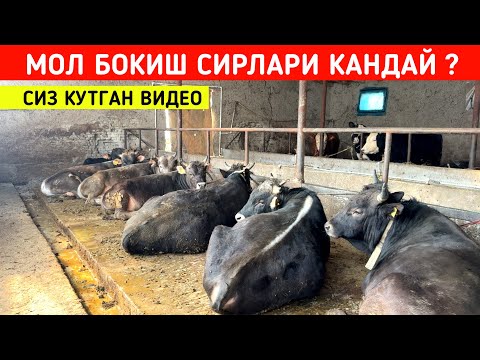 Видео: ДИККАТ МОЛ БОКИШ СИРЛАРИ КАНДАЙ БУ́ЛЯБДИ СИЗ КУТГАН ВИДЕО !!! ХОРАЗМ БОЗОР