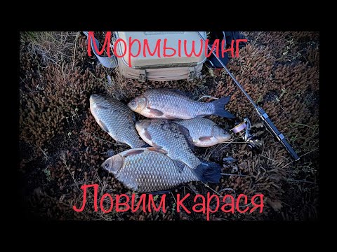 Видео: Мормышинг. Ловим карася.