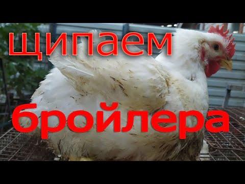 Видео: Ощип бройлера в перосъёмной машине | Особенности ошипа