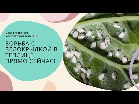 Видео: БОРЬБА с БЕЛОКРЫЛКОЙ в теплице. Начнем сейчас.