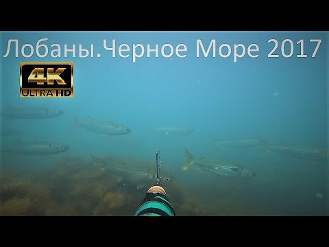 Видео: ГИГАНТСКИЕ КОСЯКИ КРУПНОГО ЛОБАНА. ПОДВОДНАЯ ОХОТА ЧЕРНОЕ МОРЕ 2017