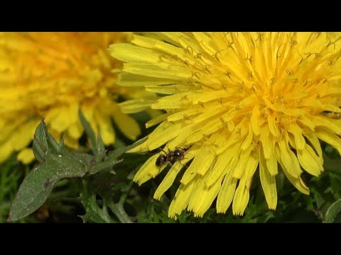 Видео: Хорошо у нас на Троицу. Лето набирает обороты