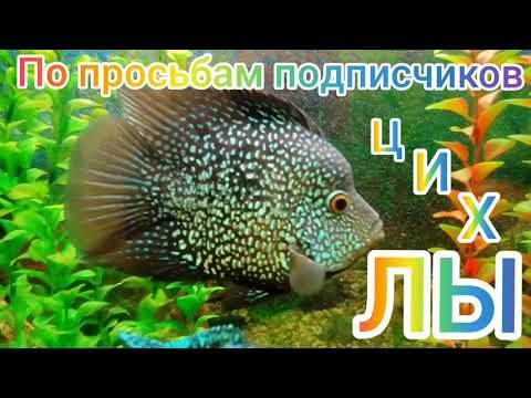 Видео: Об агрессивности Цихлид и чёрном фоне.