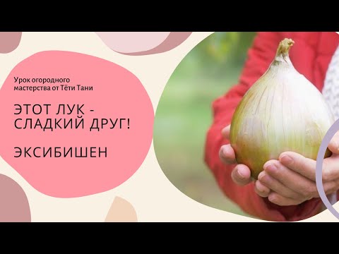 Видео: 436. Этот лук - сладкий друг...ЭКСИБИШЕН.