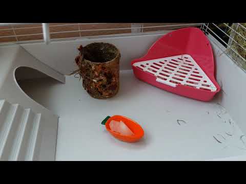 Видео: Уборка у кроликов+ПОКУПКА