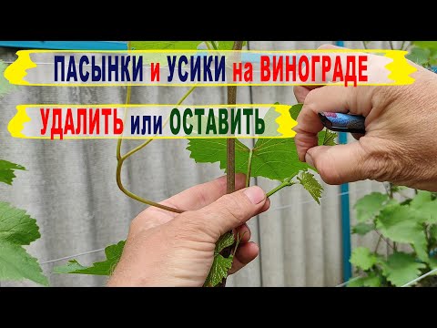Видео: 🍇 Пасынки усики на винограде. Что ОСТАВИТЬ, а что УДАЛИТЬ. Что ВАЖНО, а что БЕСПОЛЕЗНО. Пасынкование