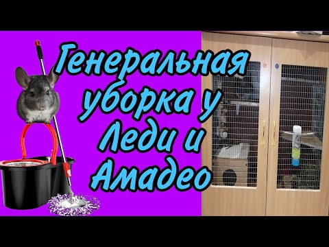 Видео: Генеральная уборка у шиншилл!