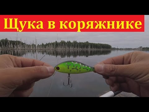 Видео: Ловля щуки на воблеры в коряжнике - рыбалка на щуку в конце августа