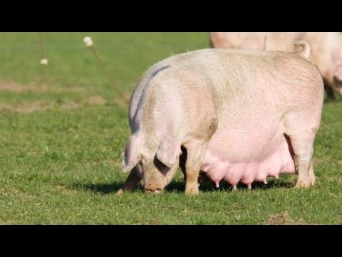 Видео: Годівля свиноматок//Норми годівлі свиноматок//БМВД для свиноматок гроші на вітер...