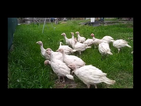 Видео: БИГ-6 ВЕС ИНДЮШАТ В 1,5 МЕСЯЦА КОРМЛЕНИЕ ИНДЮШАТ. МЯСНАЯ ГОЛОШЕЙКА ВЕС ЦЫПЛЯТ 14 травня 2020 р.