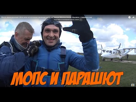 Видео: Мося-авиационная пёся или остаточное явление кала на трусах Мопса после прыжка с парашютом