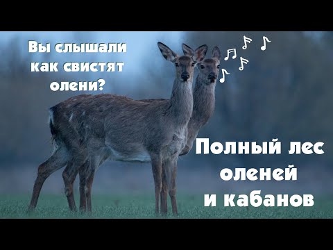 Видео: Дикие кадры. Лес полный кабанов и оленей. Бесстрашный заяц. Фотоохота в лесу