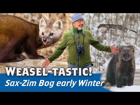Видео: Короткохвостая ласка в снегу, лесная куница, фишер, сакс-зим в виртуальном режиме 40: сезон 4, се...