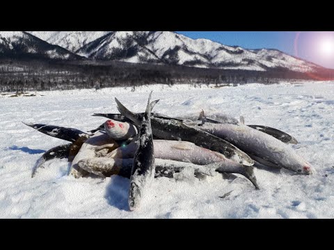 Видео: Зимняя рыбалка на омуля. Байкал 23.02.24 г.