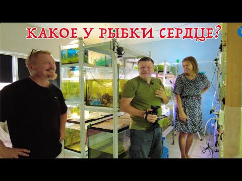 Видео: Какое у рыбки сердце?