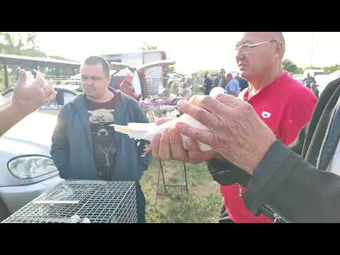 Видео: 7.09.2025г Ярмарка Тахтамукай Усть-лабинск ч.2