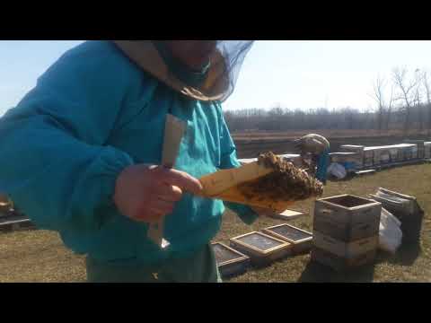 Видео: Весенний осмотр пасеки на 145 рамку.