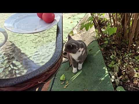 Видео: 2 ноября 2023г.Мой дом.Участок по-тихоньку преображается)