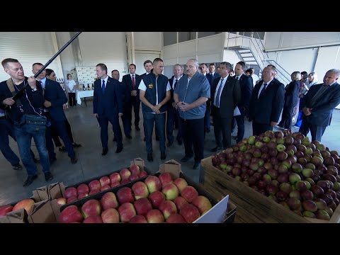 Видео: Лукашенко: Это чудо вообще! Честно говоря, ТАКОГО я не видел вообще! // Яблоневый сад