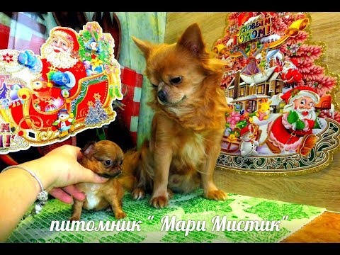 Видео: ЩЕНКИ собаки породы ЧИХУАХУА МАЛЬЧИК ИЛИ ДЕВОЧКА КТО ЛУЧШЕ / Питомник МАРИ МИСТИК чихуа хуа мини спб