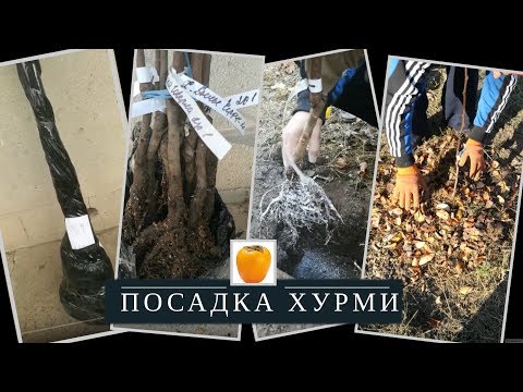 Видео: Посадка хурми, вирощування / Выращивание Хурмы, посадка рассада.