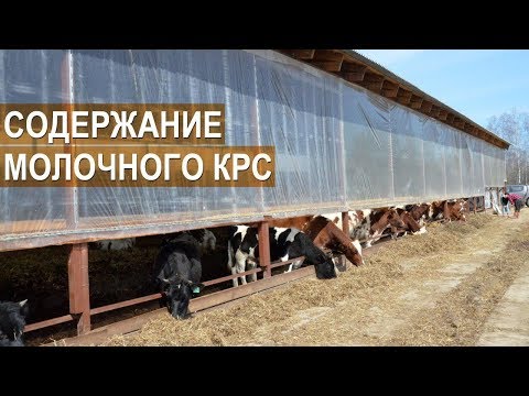 Видео: Содержание молочного КРС. Айрширская порода. Семейная ферма КФХ Герефорд