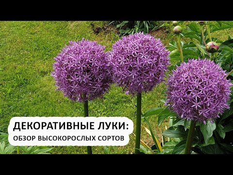 Видео: Декоративные луки (аллиумы) высокорослые: обзор сортов, сезон 2024