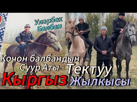 Видео: Кочон балбандын Сур Аты Уларбек балбан чапкан Кок Аттын баласы