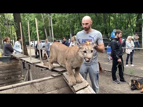 Видео: Снова в школу. Пума Месси третьеклассник.