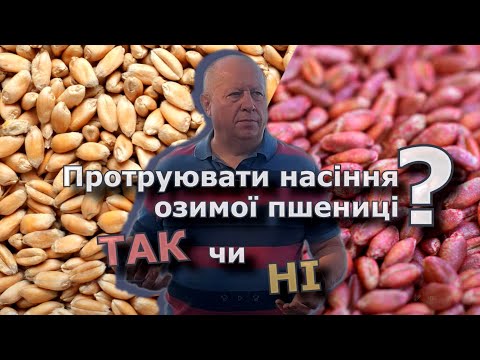 Видео: Протруювати насіння пшениці - так чи ні?