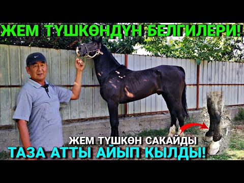 Видео: ЖЕМ ТҮШКӨН АТ САКАЙДЫ 🤯🤯 #байтв