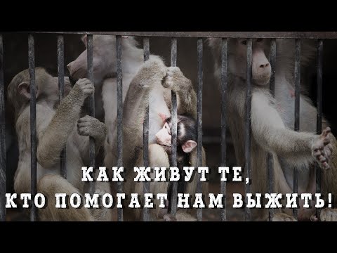 Видео: Нам не выжить без опытов. Обезьяний питомник института патологии и терапии. Сухум. Абхазия.