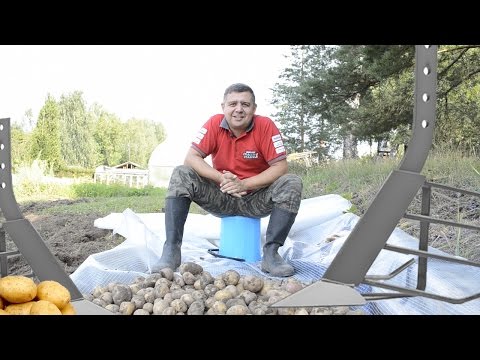 Видео: Копаем картошку мотоблоком!Настройка картофелекопателя секреты! #садоваятехника #мотоблок #gardening