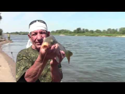 Видео: ЗНАМЕНСК 14 ИЮЛЯ РЫБАЛКА на АХТУБЕ