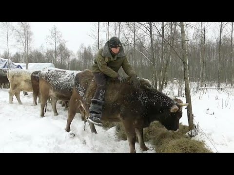 Видео: Зимний выпас КРС.