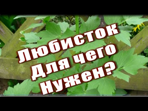 Видео: 265_Любисток. Для чего нужен?