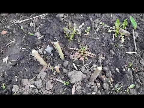 Видео: КУСТ РОЗЫ ВЫМЕРЗ ДО ЗЕМЛИ.КАК ПОМОЧЬ ТАКОЙ РОЗЕ ВЫГНАТЬ ПОБЕГИ.ГОТОВИМ УДАРНУЮ ПОДКОРМКУ.