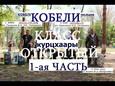 Видео: Выставка собак, кобели ОТКРЫТЫЙ КЛАСС 1-ая ЧАСТЬ, НКП курцхаар, курцхаар описание, собака породы кур